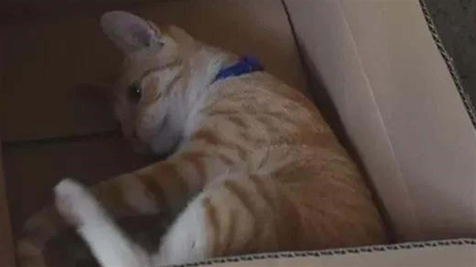 中通快遞非法運送「寵物盲盒」導致貓狗死亡 　央視批背離人性