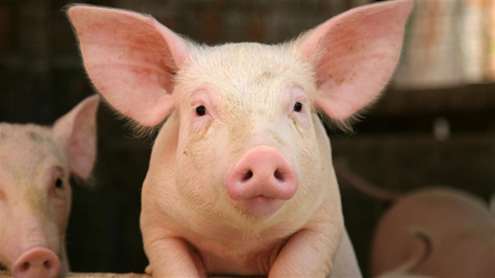 內地豬肉價格腰斬 有間豬企市值蒸發近1300億