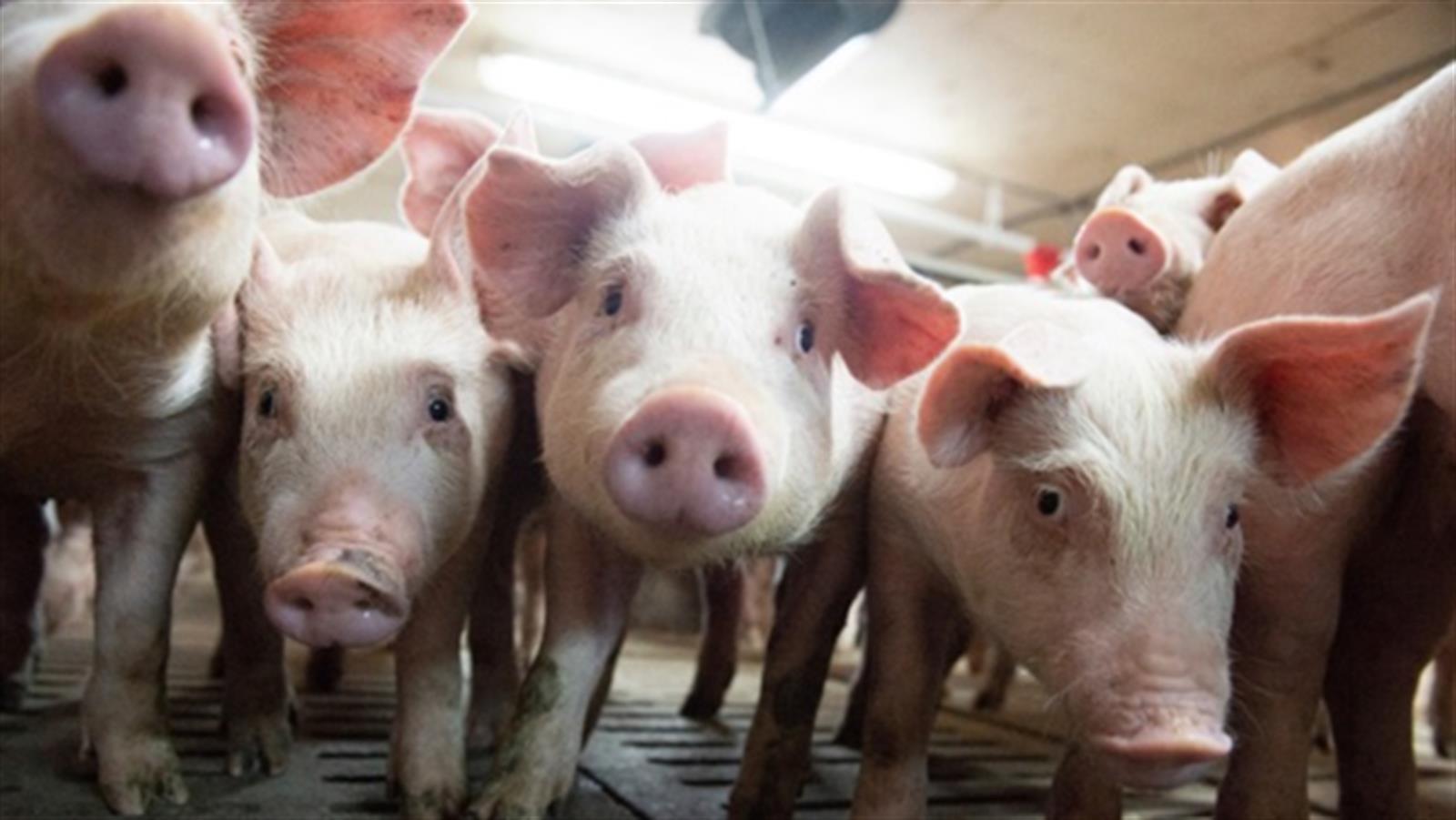 發改委 : 豬價格過度下跌至三級預警區間