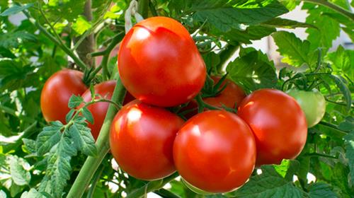 番茄5大神奇功效  讓你吃出完美肌膚